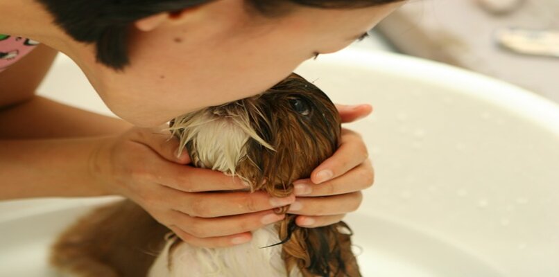 Cachorro tomando baño