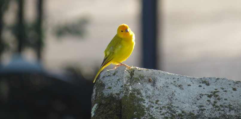 canarios aves amarillas