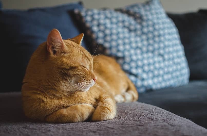 gatito naranja acostado cama