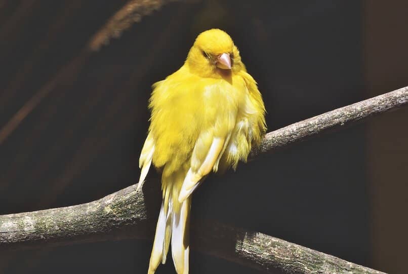 canario amarillo encelar