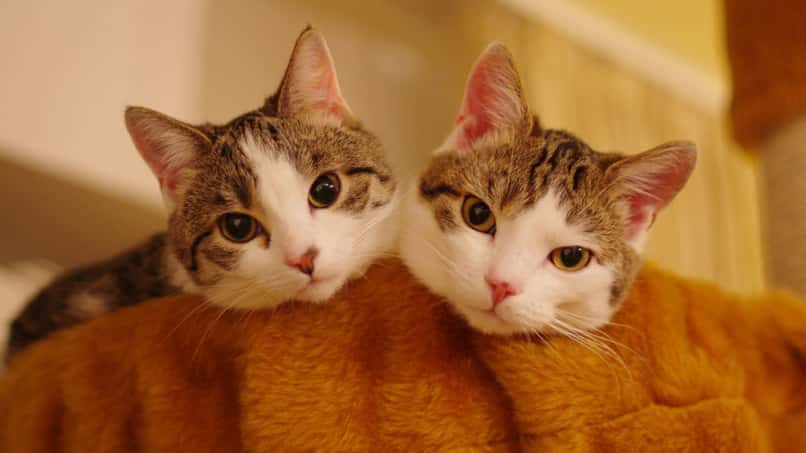 dos gatos en sofa