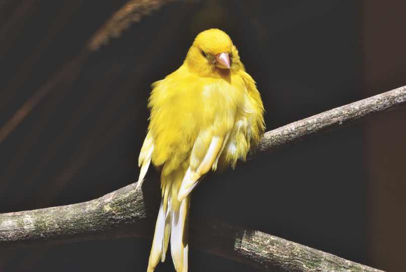 criar canario amarillo