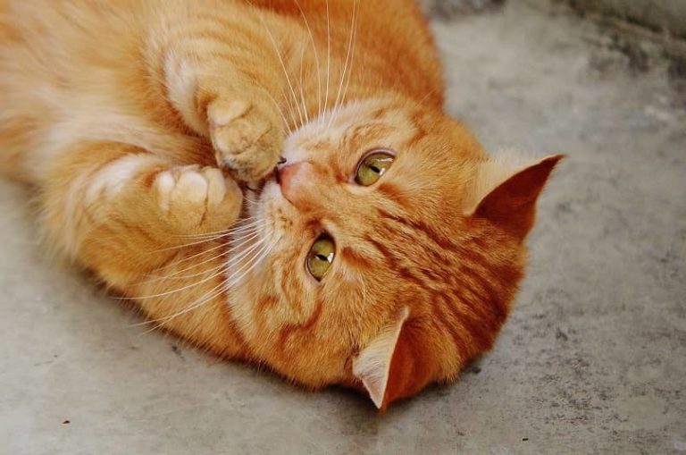 Que Echar Para Que Un Gato No Se Orine