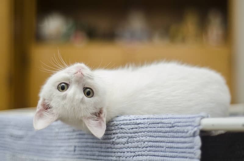 gato blanco mirando