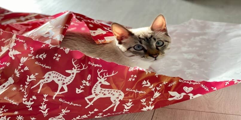 Gato con papel de navidad