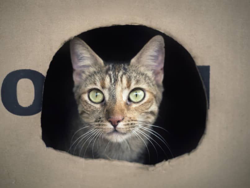 gato en una caja