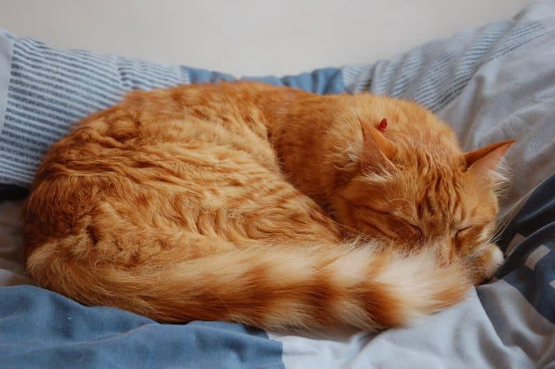 Por qué los gato duermen a los pies o encima de sus dueños