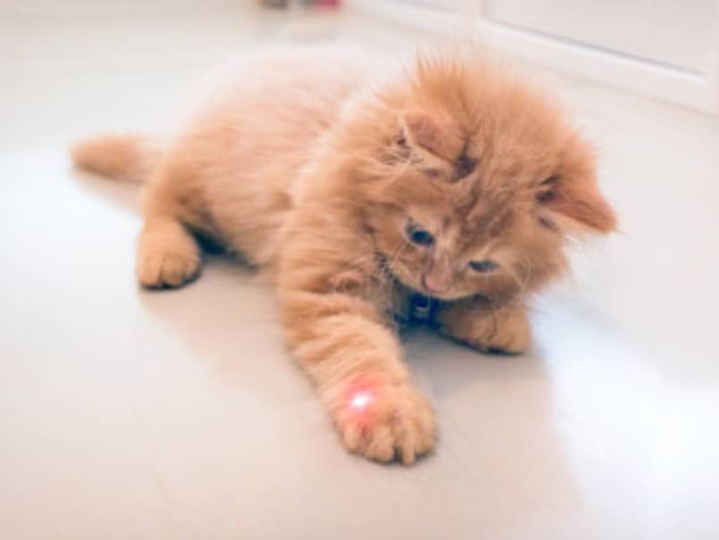 gato rubio jugando con laser