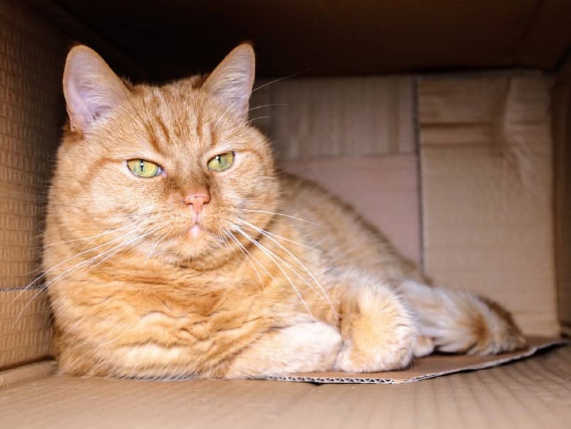 gato naranja acostado en una caja