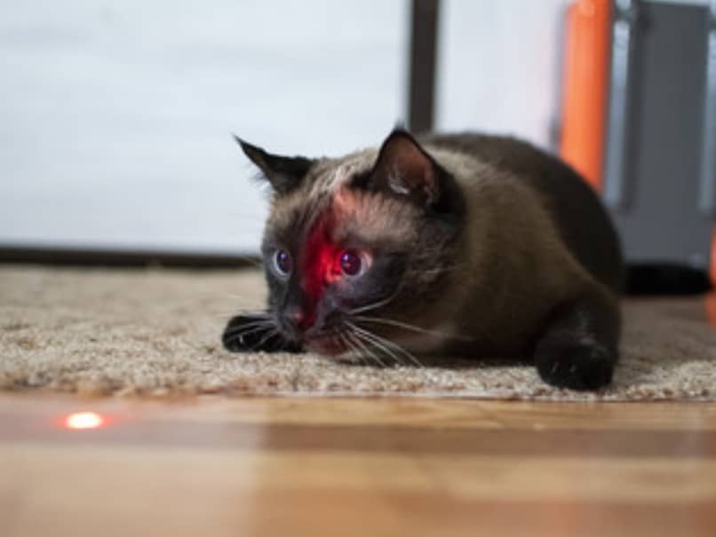 gato con puntero laser en la cara 