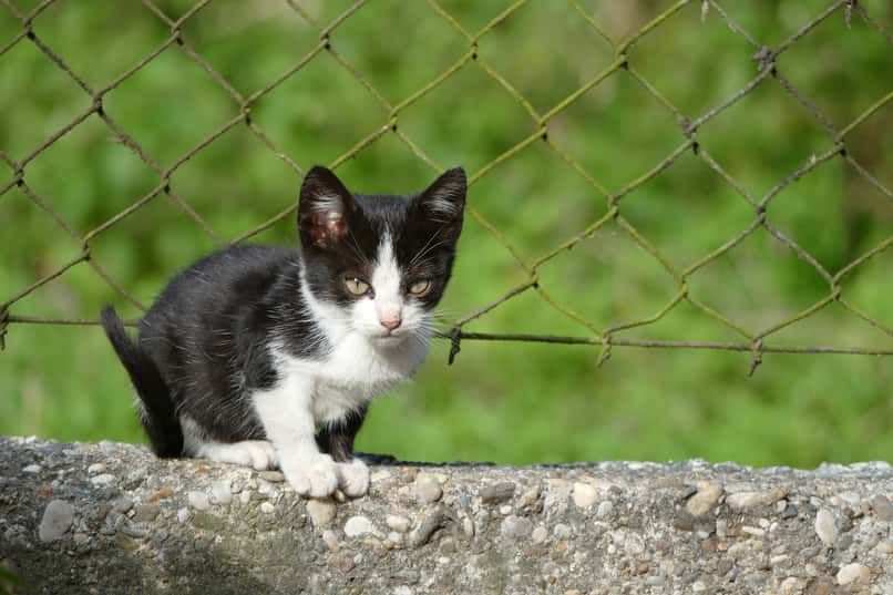 evitar que gato escape por valla o cerca