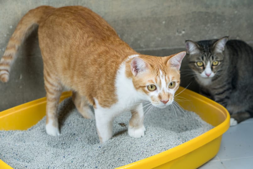 gatos utilizando caja de arena