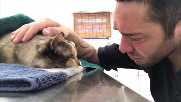 Cómo Afrontar la Muerte de mi Gato - Superar Pérdida de tu Mascota ...