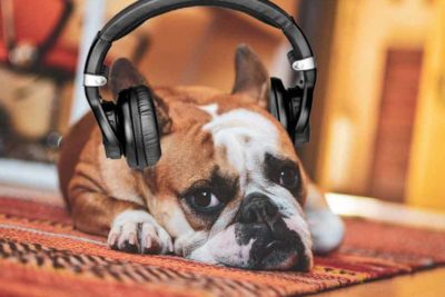 musica relajante para perros ansiosos perro con audifonos