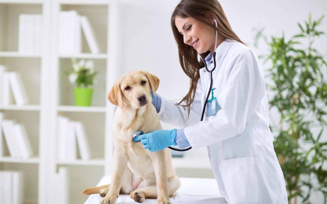 veterinaria con perro que vomita espuma blanca