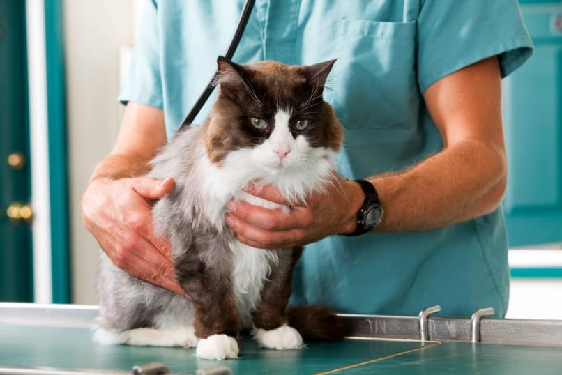 gato esterilizado en el veterinario