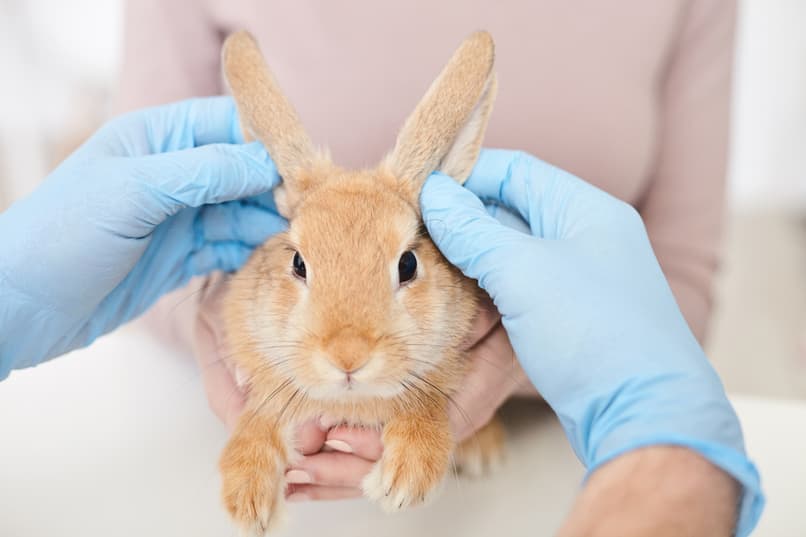 como saber si un conejo tiene fiebre veterinario