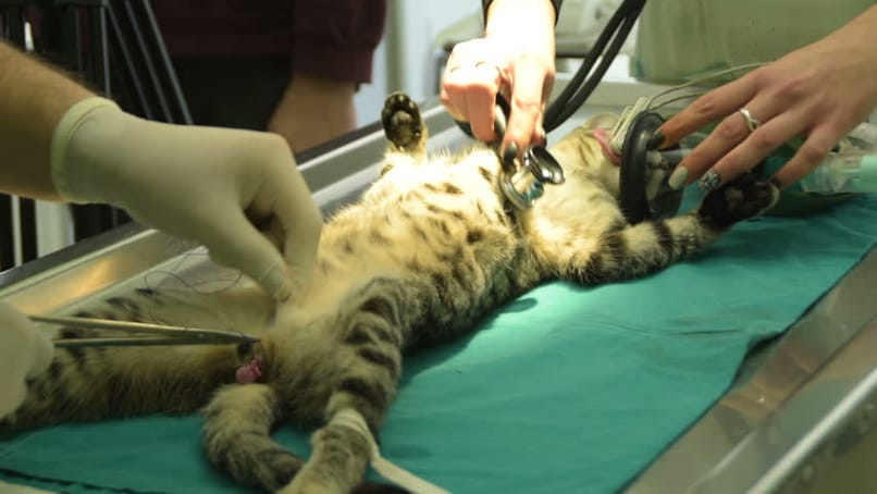 veterinario esterilizando a un gato