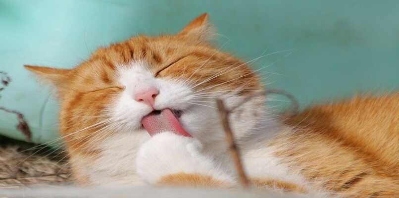 gato con lengua afuera