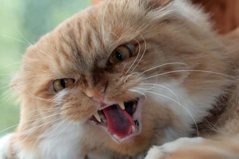 Mi Gato Se Lame Mucho Sus Genitales