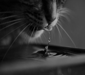 gato tomando agua fresca