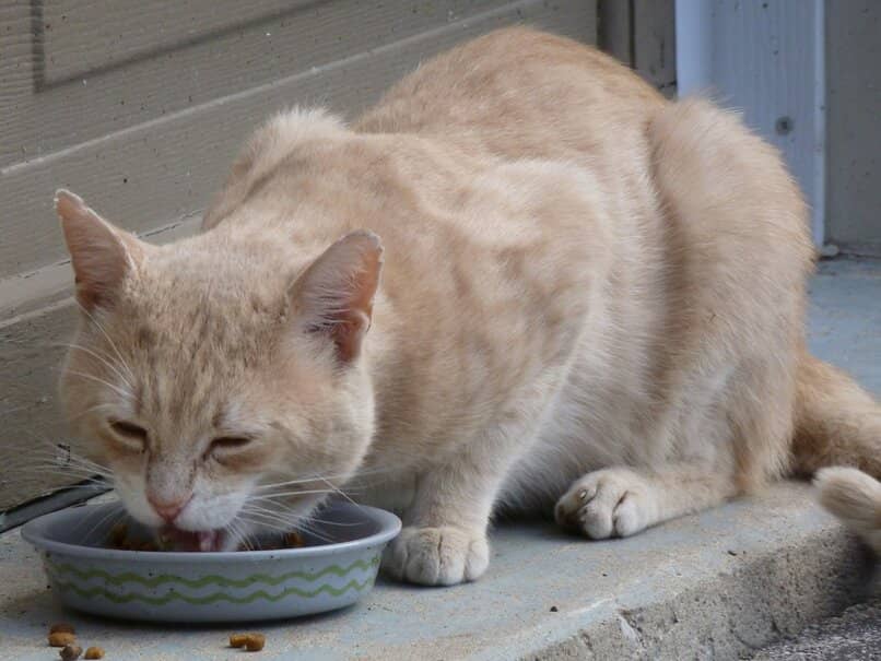 gato agachado comiendo