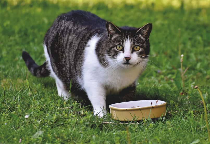 alimento humedo seco gato