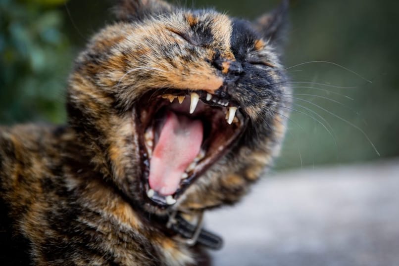gato con gingivitis abre la boca