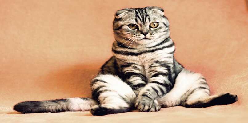 gato gris sentado