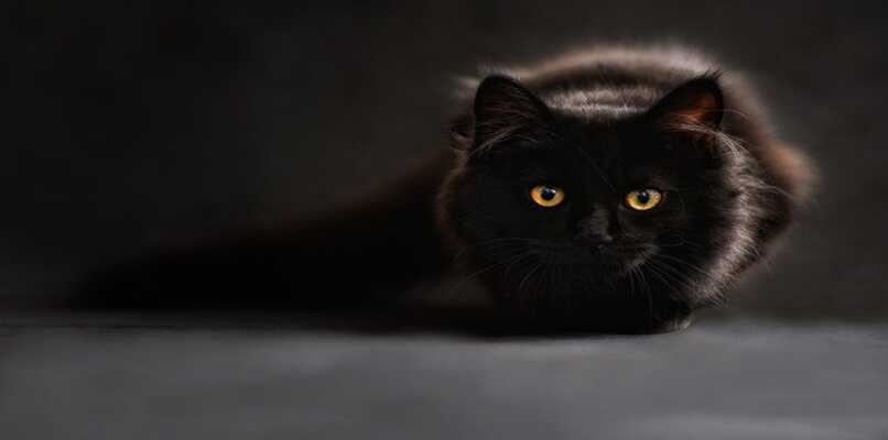 gato negro a contraluz
