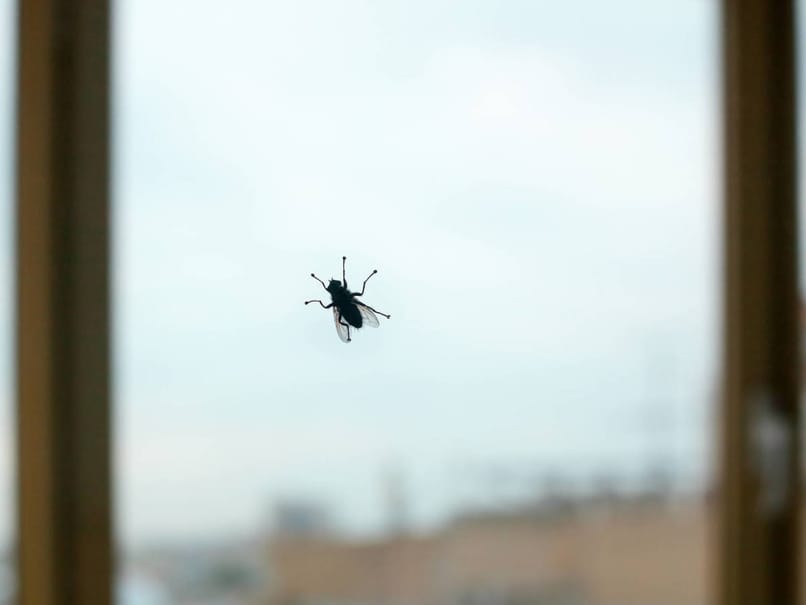 mosca posada en la ventana