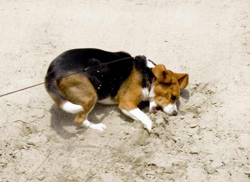 perro come arena de playa