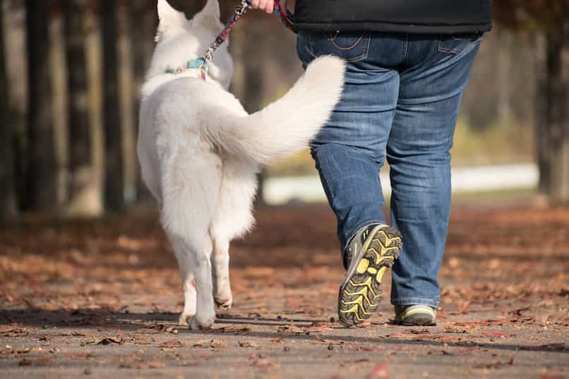 perro huele cola dando paseo 