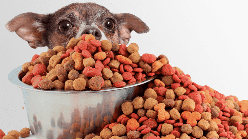intolereancia alimentaria de perro comiendo pienso