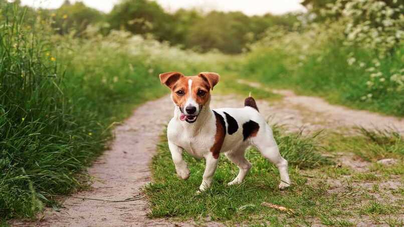 jack russell campo