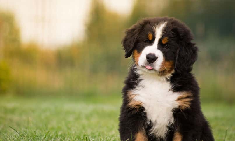 perro colores bernedoodle