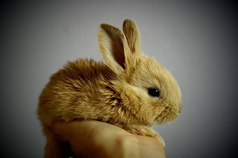pequeño conejo sentado en una palma