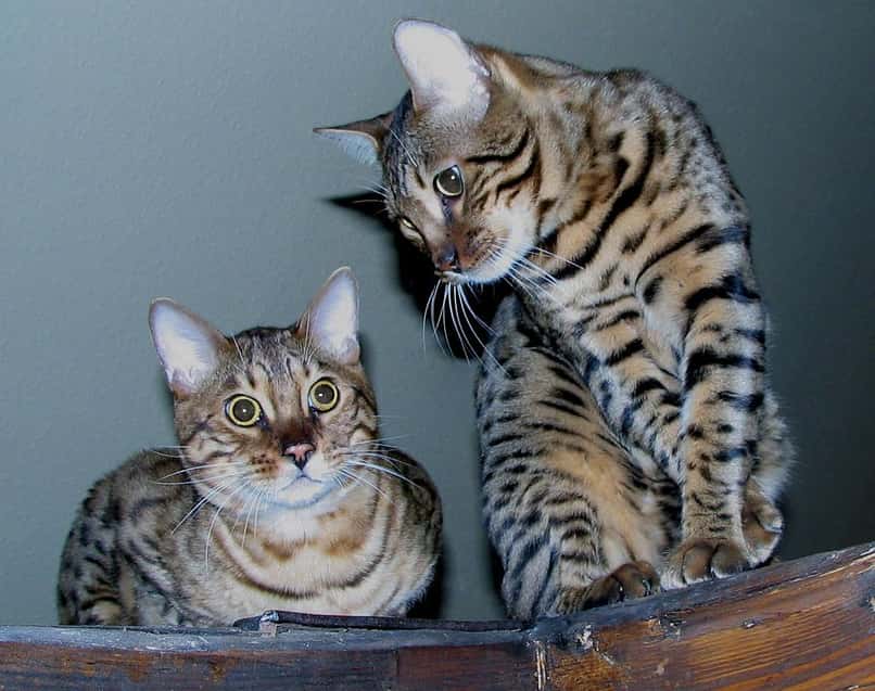 pareja de gatos bengala