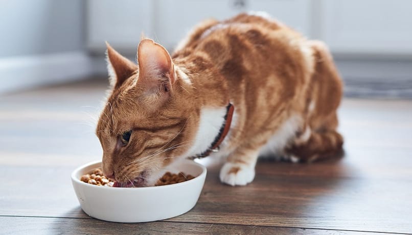 gato con desnutrición comiendo en su plato