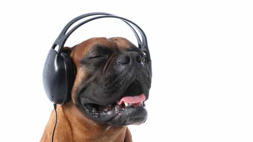 perros estresados escuchando musica