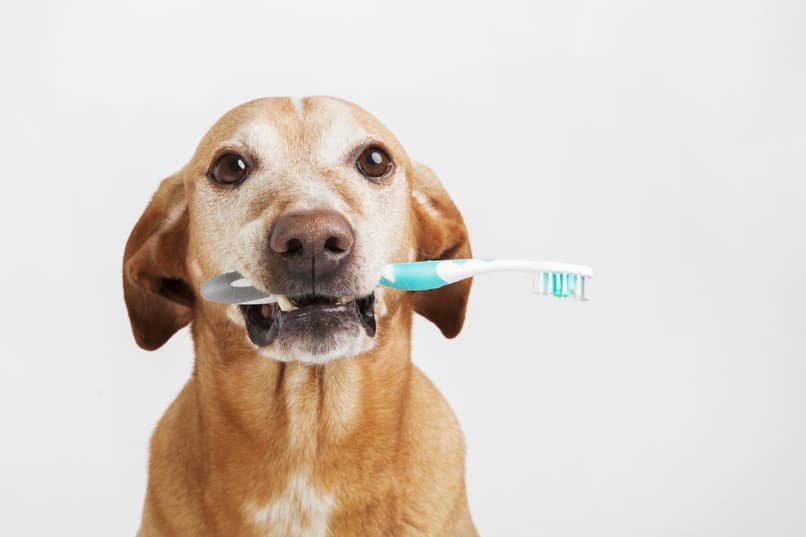 perro sostiene un cepillo dental
