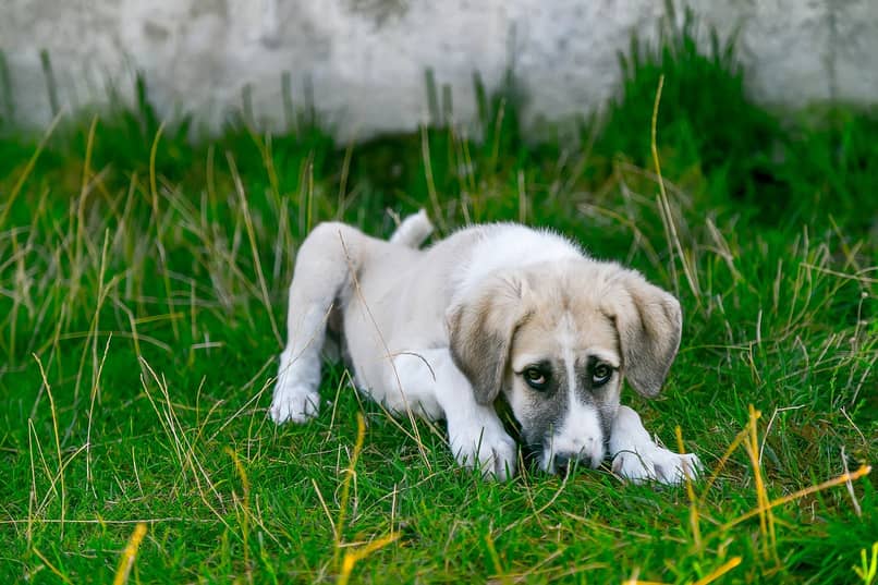 perro triste acostado en grama
