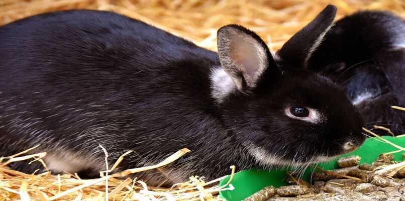 conejo negro adulto alimentándose con pienso