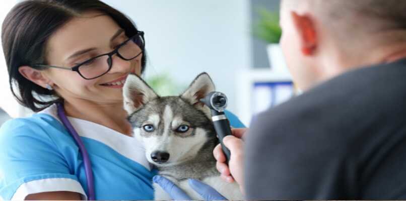 consulta veterinaria por molestias en el oido
