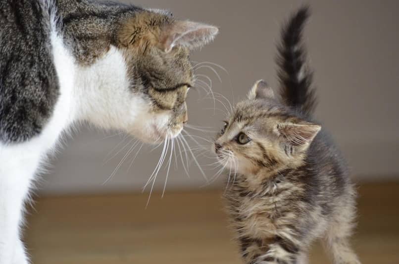 gata hablando con su gatito bebe