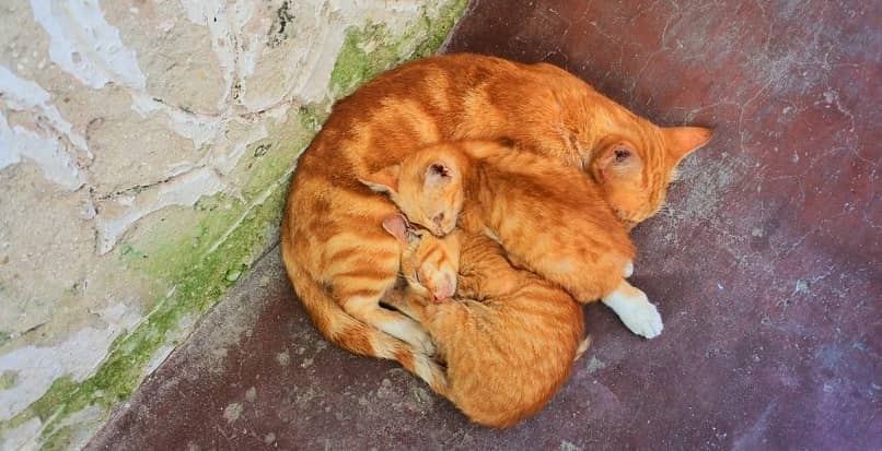 gata naranja con sus hijos durmiendo