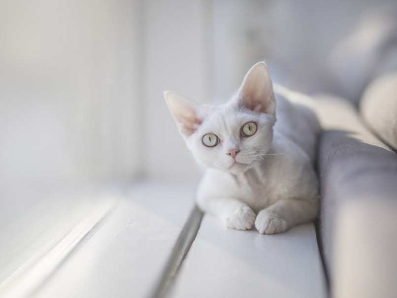gato ojos pelo blanco nariz 