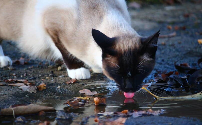 gato bebiendo agua