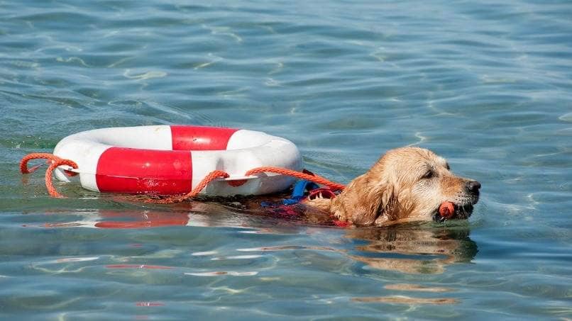 perro labrador de salvamento nadando cuanto tiempo puede vivir