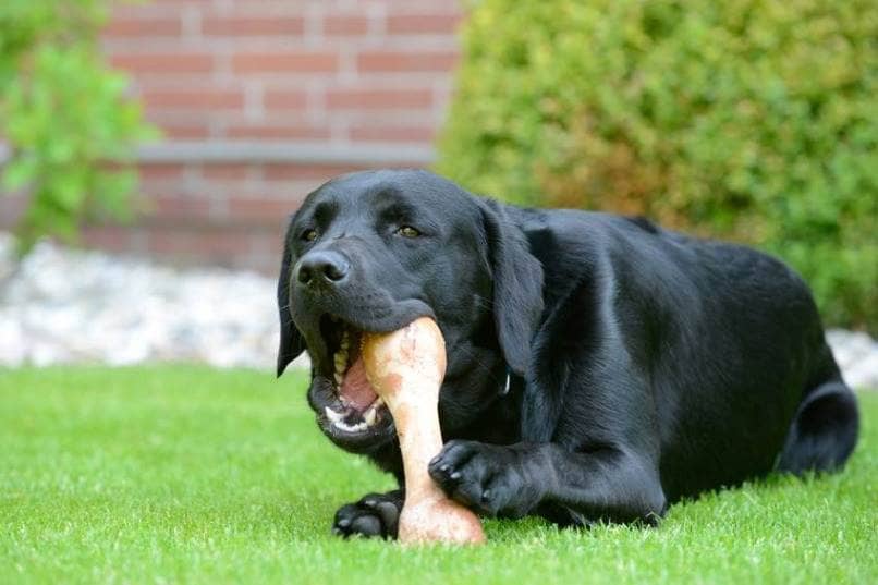 perro labrador comiendo en jardin cual es su esperanza de vida